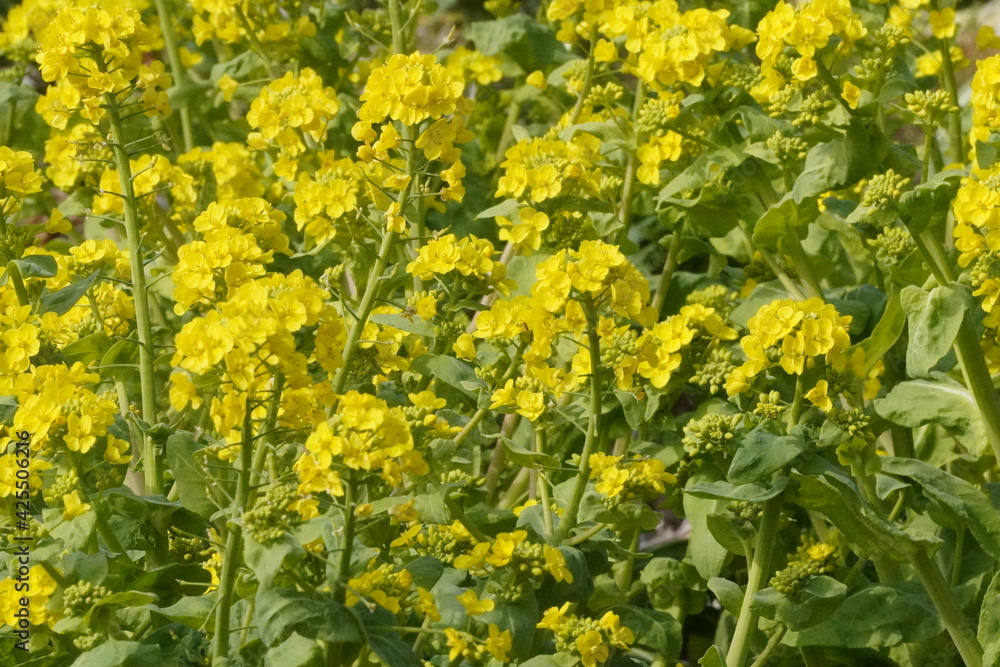 Obraz premium 菜の花のクローズアップ