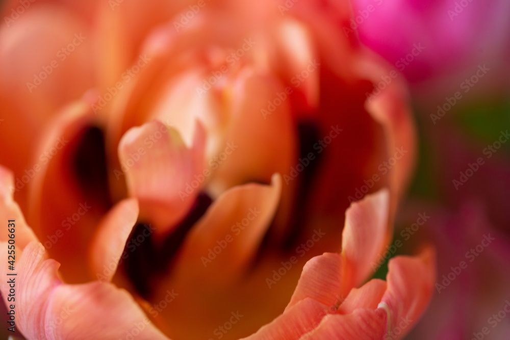 Orange peony tulip close-up macro shot, top view. Curly petals with the texture of veins, in some places stamens are visible. Orange peony tulip close-up macro shot, top view. Curly petals with the texture of veins, in some places stamens are visible.