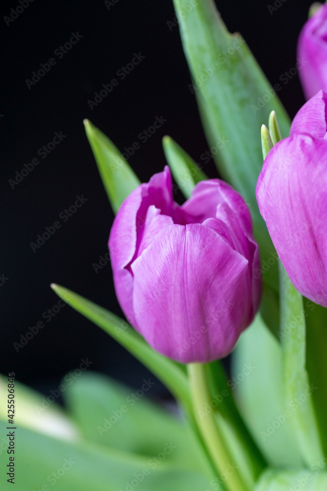 Fototapeta premium Purple tulip cultivar with many petals macro photography on a pink background of other tulips. 
