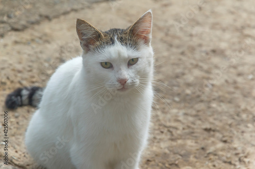 portrait of an ordinary white cat on the street