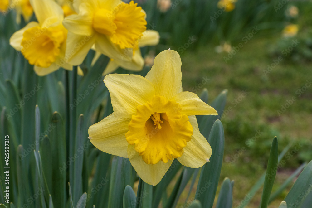 Yellow daffodil flowers in a garden close up Yellow daffodil flowers in a garden close up