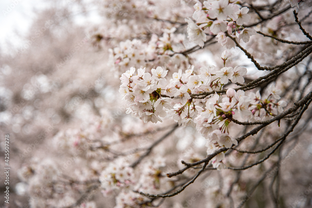 満開を迎えた桜