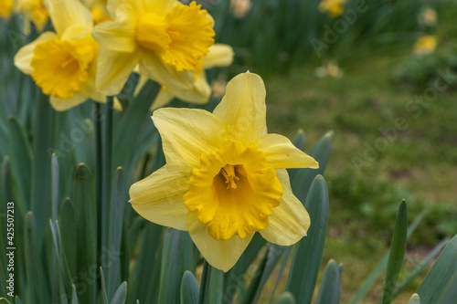 Fototapeta Naklejka Na Ścianę i Meble -  Yellow daffodil flowers in a garden close up
