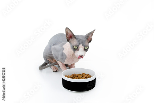 Sphynx cat eating food in a bowl licking its lips. Isolated on white background