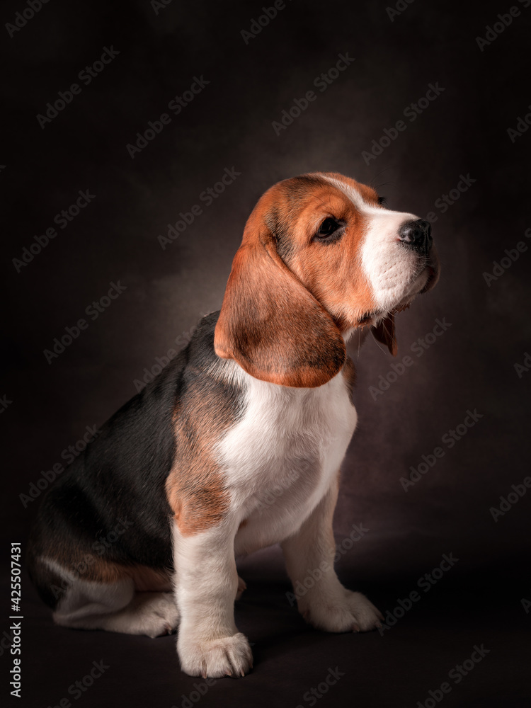 studio portrait of a puppy, beagle puppy