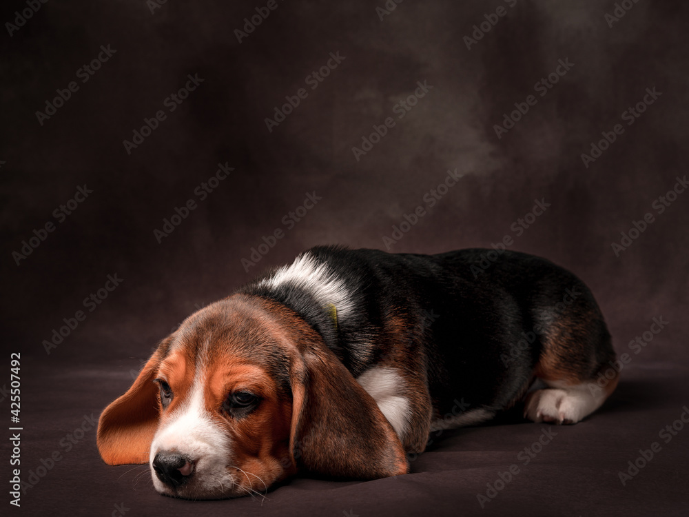 studio portrait of a puppy, beagle puppy
