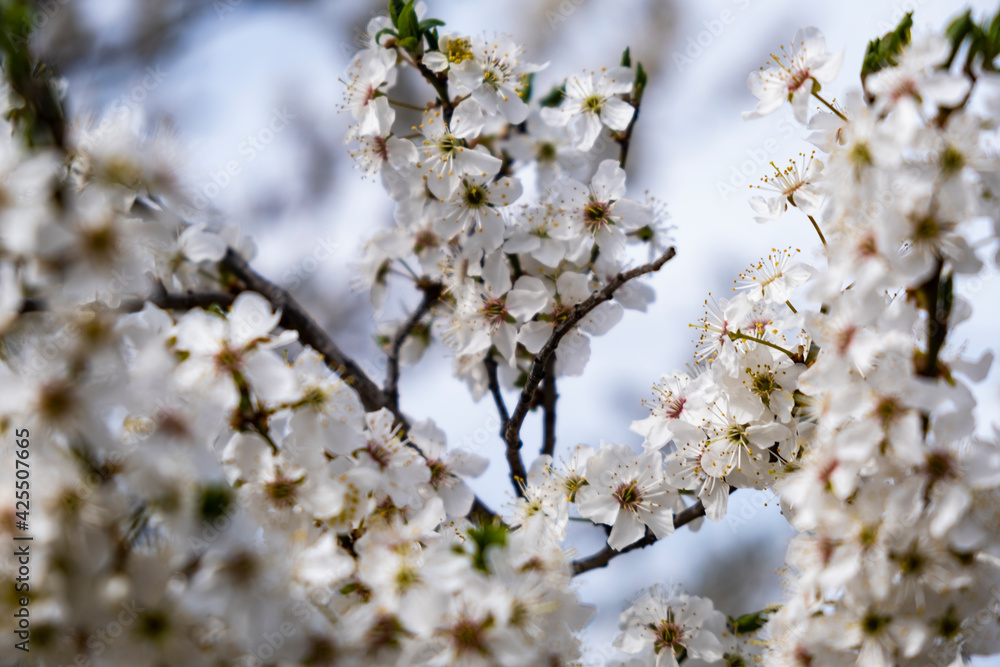 trees blooming with white flowers in springtime trees blooming with white flowers in springtime