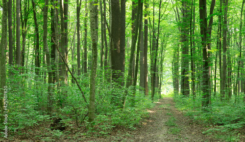 green Forest trees. nature green wood sunlight backgrounds