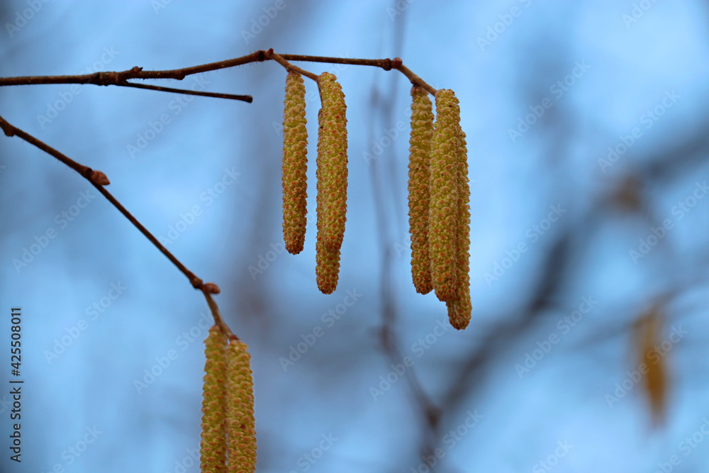Naklejka premium Hazel catkins on a tree branch close up. Forest in early spring