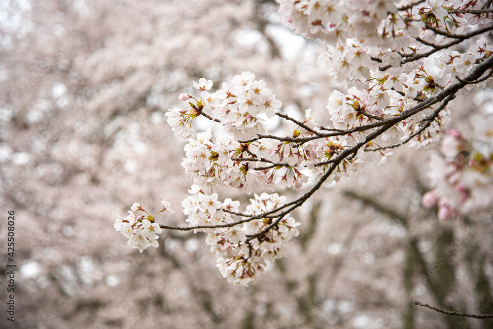 満開を迎えた桜 満開を迎えた桜