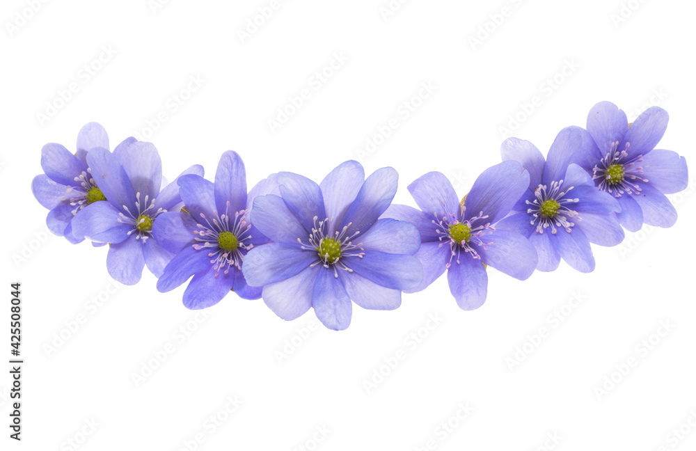 Hepatica Nobilis - first Spring flower Hepatica Nobilis - first Spring flower