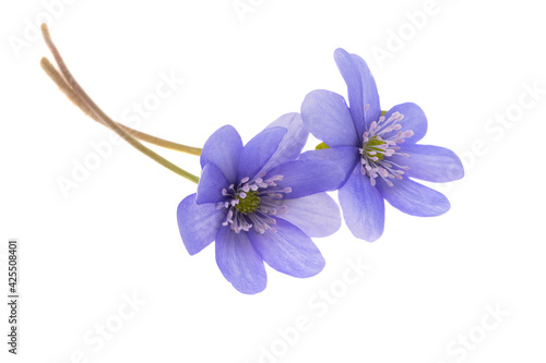 Hepatica Nobilis - first Spring flower