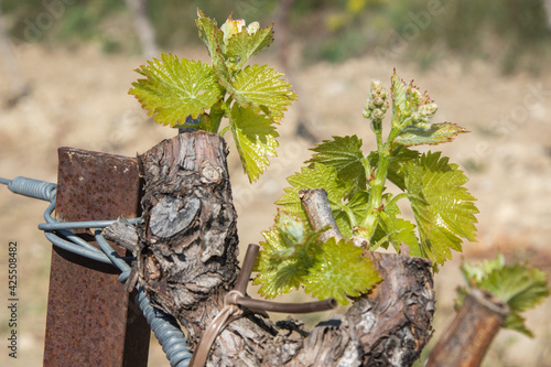 La vigne pousse. photo