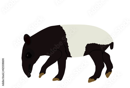 Malayan tapir vector illustration isolated on white background. Tapirus Indicus animal. Endemic Asian animal, like a pig.