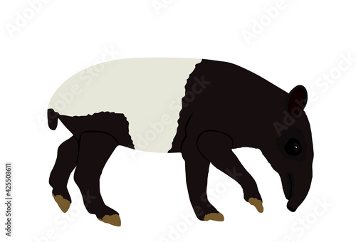 Malayan tapir vector illustration isolated on white background. Tapirus Indicus animal. Endemic Asian animal, like a pig.