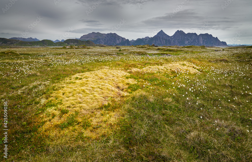 Landscape with peat bog and mountains on the lofoten islands in northern norway in spring