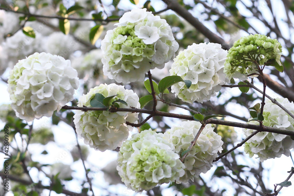 Obraz premium flowers