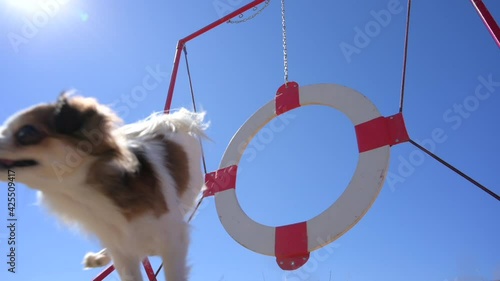 small chihuahua pet animal dog jumping through training ring on blue sky background in slow motion during agility leisure sport drill train