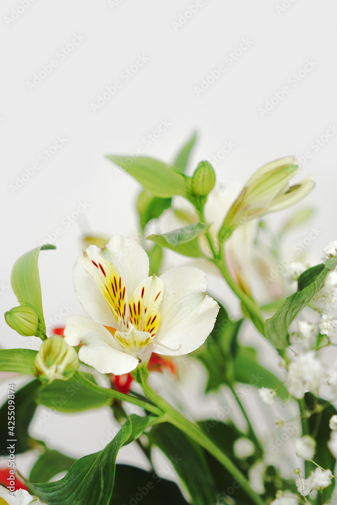 Obraz premium Abstract floral background. Alstroemeria bouquet close up. Floral card. Unfocused bunch of spring flowers. Delicate nature background. 