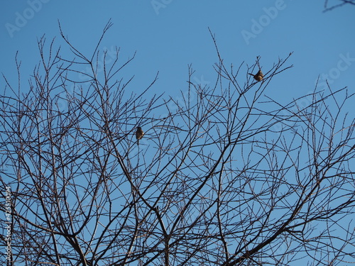 冬の日の木々と鳥