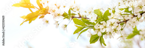 Beautiful floral spring abstract background of nature. Branches of blossoming apricot macro with soft focus on gentle light blue sky background.