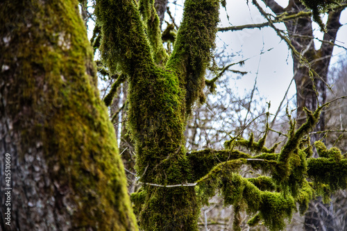 Fototapeta Naklejka Na Ścianę i Meble -  tree in the forest