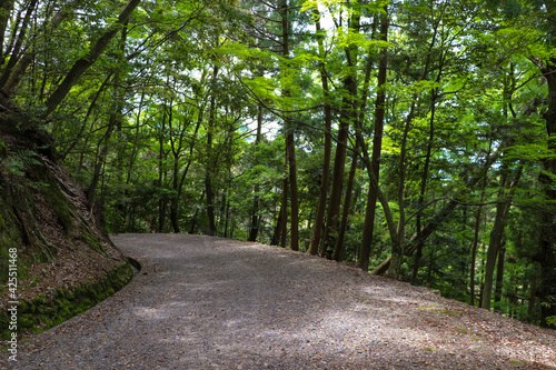 奈良・春日山原始林の遊歩道 © 木村　亨