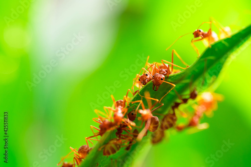 red ant, ant action team work for build a nest,ant on green leaf in garden among green leaves blur background, selective eye focus and black backgound, macro