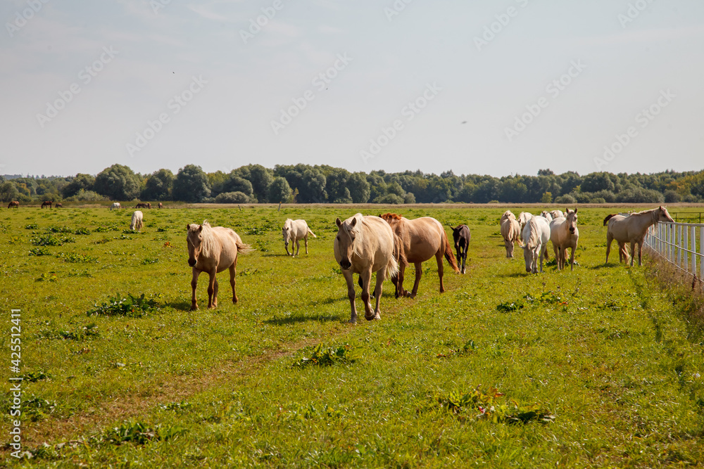 Horses grazing in the pasture at a horse farm Horses grazing in the pasture at a horse farm