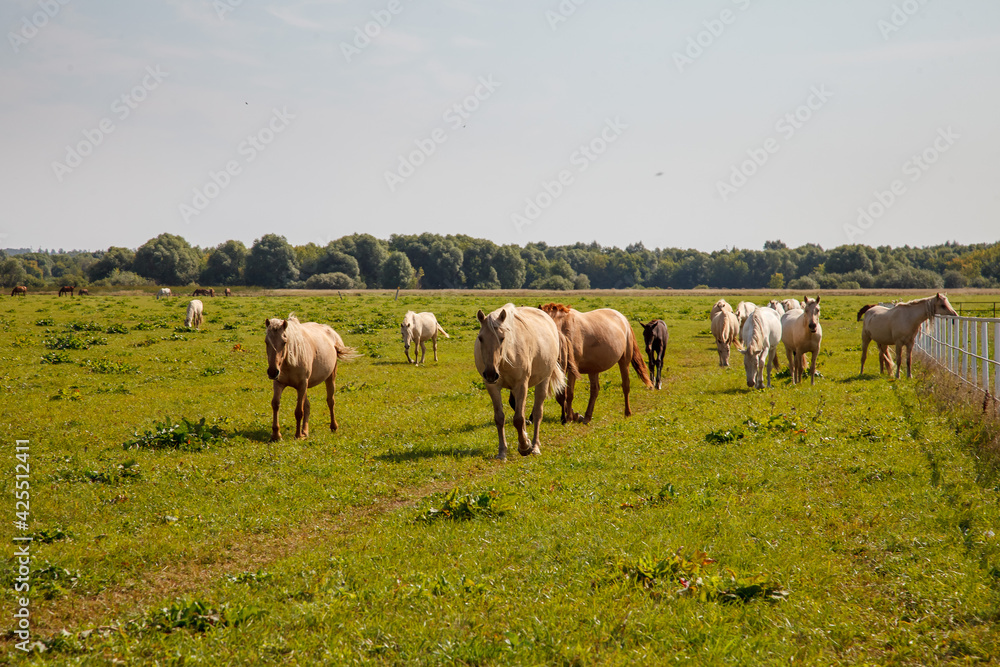 Horses grazing in the pasture at a horse farm