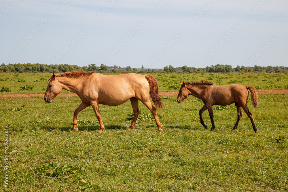 mother horse with foal grazing in the pasture at a horse farm