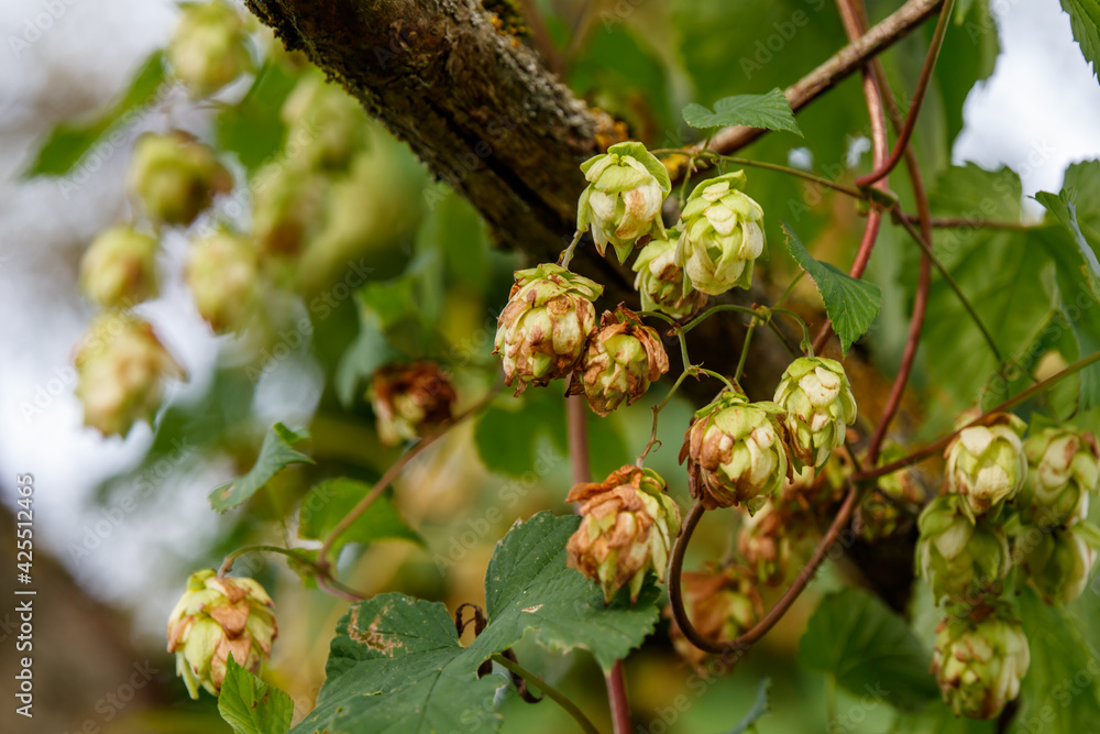 wild wachsender Hopfen am Flussufer, Hopfendolden wild wachsender Hopfen am Flussufer, Hopfendolden