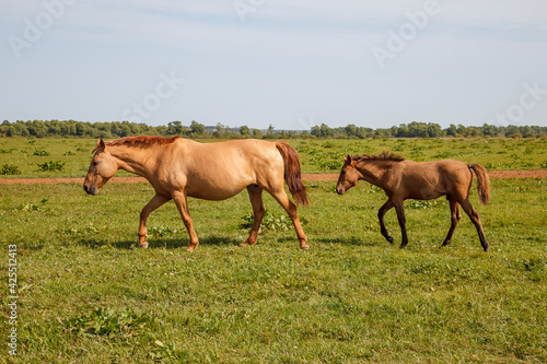 mother horse with foal grazing in the pasture at a horse farm