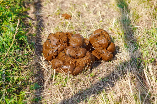 Dung/Fresh Horse Shit on Grass