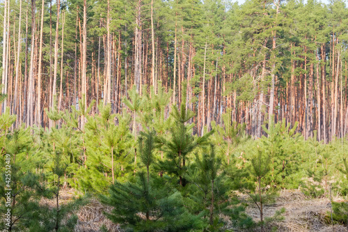Young pines on plantation against the old trees in forest