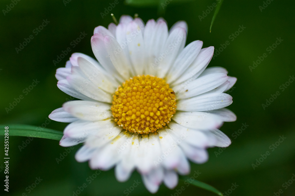daisy flower daisy flower
