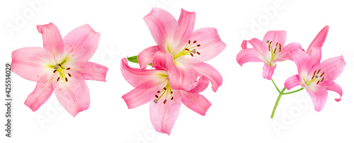 Fototapeta Naklejka Na Ścianę i Meble -  Pink Lily flower isolated on white background. Beautiful tender Lilly.