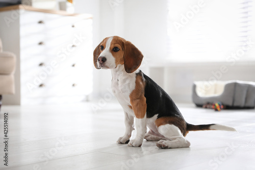 Cute Beagle puppy at home. Adorable pet