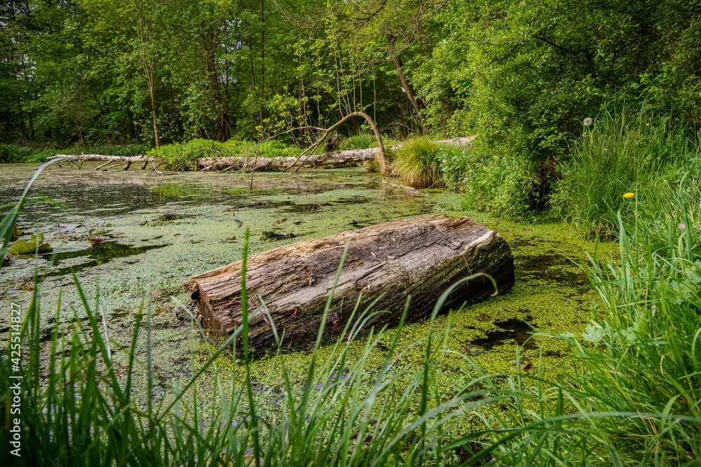 A tree trunk in a forest lake in Ratingen-Hoesel, North Rhine-Westphalia, Germany A tree trunk in a forest lake in Ratingen-Hoesel, North Rhine-Westphalia, Germany