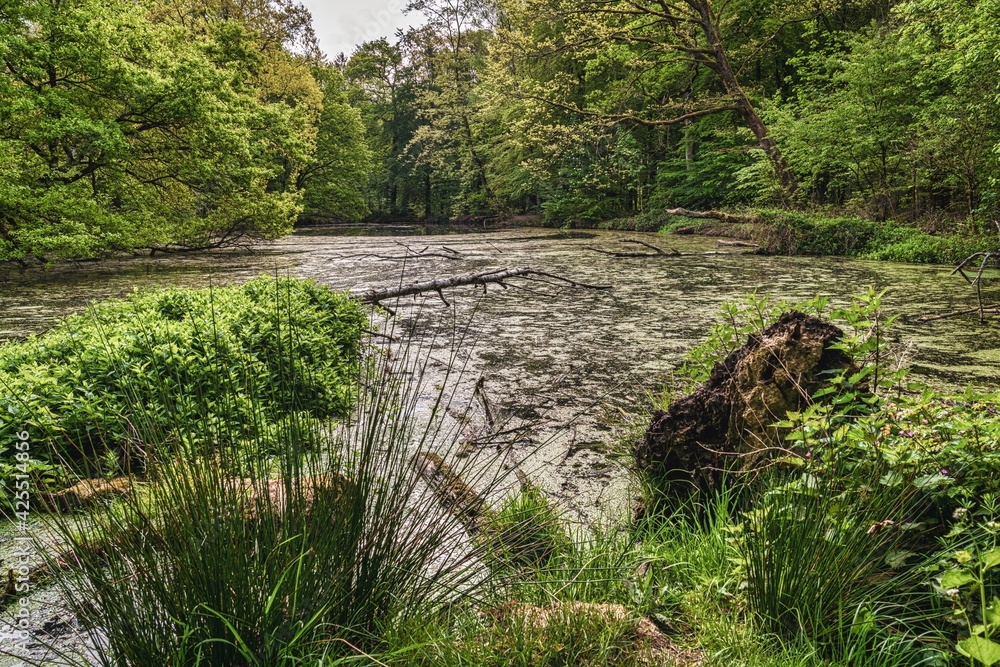 Fototapeta premium A tree trunk in a forest lake in Ratingen-Hoesel, North Rhine-Westphalia, Germany