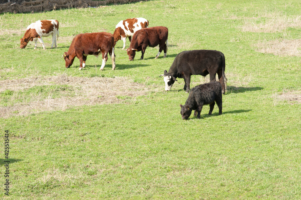 Cows are eating grass in a pasture in Arnhem in the Netherlands Cows are eating grass in a pasture in Arnhem in the Netherlands