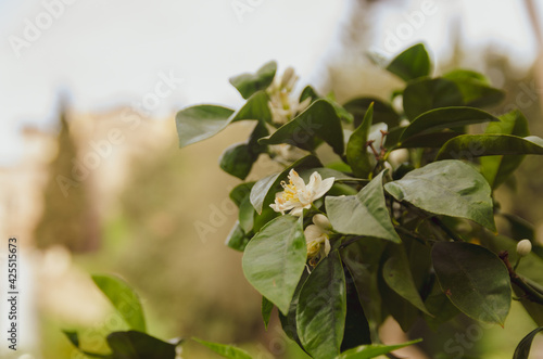 leaves on a tree