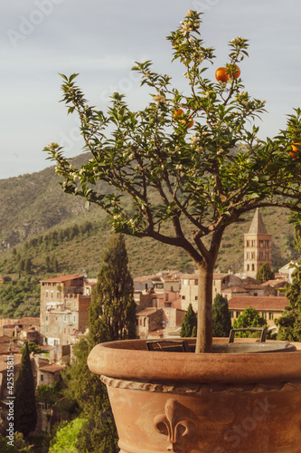 tree in a garden