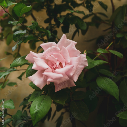 pink rose in garden