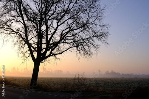 Sonnenaufgang hinter einem Baum mit Nebel im Hintergrund