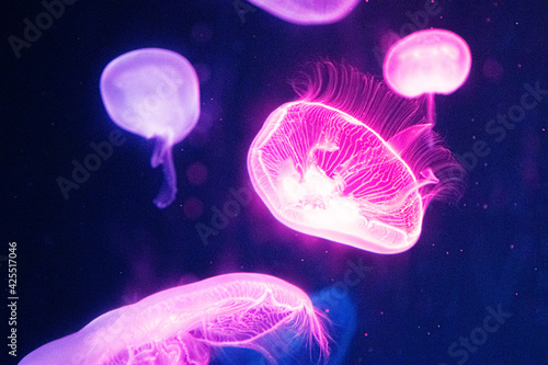 Close up Blubbler Jellyfish in the Aquarium © foreverhappy
