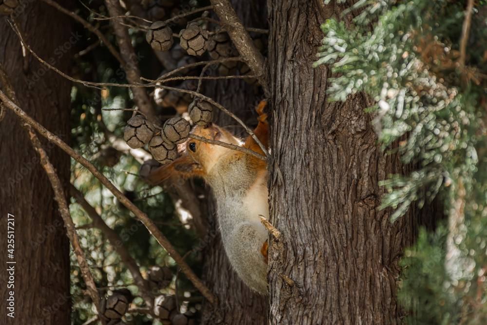 Squirrel fluffy funny with a red tail and ears close-up on a tree. Eurasian red squirrel runs along the trunk of a tree with a nut. Tame squirrels live in the park and beg for nuts. Wild animal world. Squirrel fluffy funny with a red tail and ears close-up on a tree. Eurasian red squirrel runs along the trunk of a tree with a nut. Tame squirrels live in the park and beg for nuts. Wild animal world.