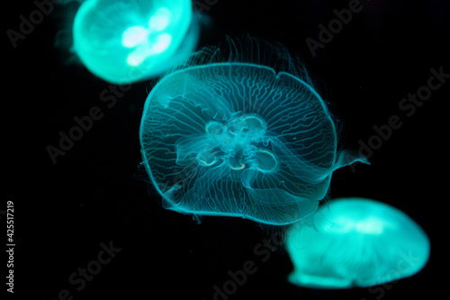 Close up Blubbler Jellyfish in the Aquarium © foreverhappy