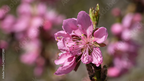 Cuadro en lienzo Nectarine tree, Prunus persica