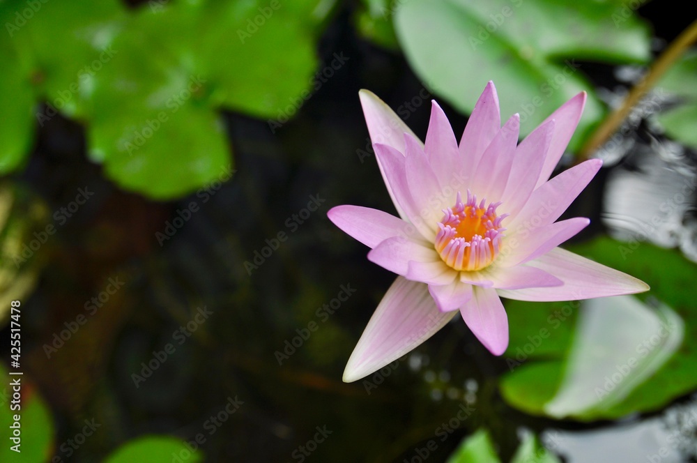 water lilies (Nymphaeaceae) with green leafs on water surface in the background water lilies (Nymphaeaceae) with green leafs on water surface in the background
